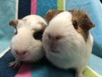 Adopt Kiddy (Bonded to Kassy) a White Guinea Pig small animal in Imperial Beach