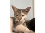Adopt Gravy a Gray or Blue (Mostly) Domestic Shorthair (short coat) cat in Fort