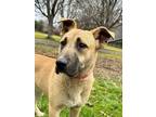 Adopt Peanut Butter a Shepherd, Mixed Breed