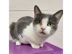 Adopt Sophie a Domestic Short Hair