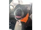 Adopt Ivy a American Bully
