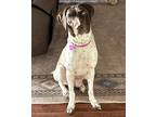 Adopt S'mores a German Shorthaired Pointer