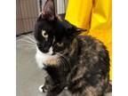 Adopt Capers a American Bobtail, Calico