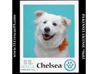Adopt Chelsea 061723 a Great Pyrenees