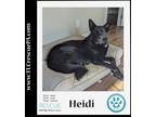 Adopt Heidi 111321 a German Shepherd Dog