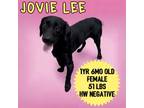 Adopt Jovie Lee a Labrador Retriever, Basset Hound