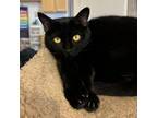 Adopt Deli a Domestic Short Hair