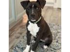 Adopt Ridge a Pit Bull Terrier, Labrador Retriever