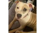 Adopt Pink a Pit Bull Terrier