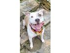 Adopt Pink a Pit Bull Terrier