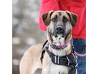 Adopt Bianca a Shepherd, Labrador Retriever