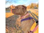 Adopt Goldie a American Staffordshire Terrier
