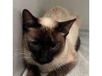 Adopt Shinx a Siamese