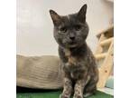 Adopt Lola a Domestic Short Hair