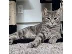 Adopt Chickpea a Tabby