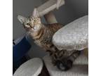 Adopt Chai a Tabby