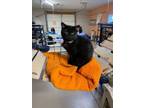 Adopt Abby a Domestic Short Hair