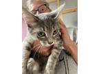 Adopt Ashley a Domestic Short Hair