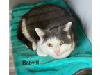 Adopt Baby II a Domestic Short Hair