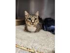 Adopt Gladys a Domestic Short Hair