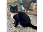 Adopt Betty Boop a American Shorthair