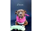 Adopt Darla a Staffordshire Bull Terrier