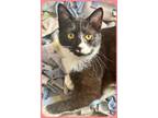 Adopt Pansy a Domestic Short Hair