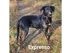 Adopt Expresso a Black Labrador Retriever, Black and Tan Coonhound