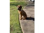 Adopt Merida a Redbone Coonhound