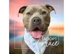 Adopt Grace a American Staffordshire Terrier, Pit Bull Terrier