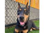 Adopt Rigatoni a Doberman Pinscher