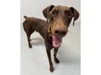 Adopt Mambo a Doberman Pinscher