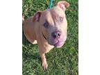 Adopt BRICE a American Staffordshire Terrier