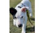 Adopt Edge a American Staffordshire Terrier, Mixed Breed