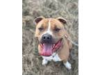 Adopt Butterball a Pit Bull Terrier