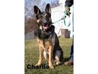 Adopt Charlie a German Shepherd Dog