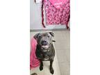 Adopt Theodore a American Staffordshire Terrier