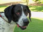 Adopt Oliver a Coonhound