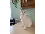 Adopt Tater-Tot (Courtesy Post) a Turkish Van