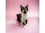 Adopt Quinton a Domestic Short Hair