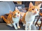 Adopt Timmy & Tommy - Bonded Bros - Courtesy Listing see info a Domestic Short