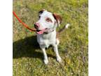 Adopt Brody a Australian Shepherd, Australian Cattle Dog / Blue Heeler