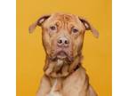 Adopt Rusty a Pit Bull Terrier, Dogue de Bordeaux