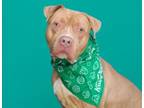 Adopt Braxton a Pit Bull Terrier, Mixed Breed
