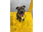 Adopt Quincy a Staffordshire Bull Terrier