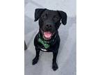 Adopt Pugsley a Labrador Retriever, Pit Bull Terrier