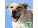 Adopt Wonder Bread a Mixed Breed