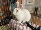 Adopt Mr. Fabulous a Bunny Rabbit