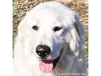 Adopt Bowser in KY - Nose Kisses the Kitty! a Great Pyrenees