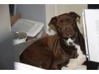 Adopt Sheldon (Neutered) (Photos 12/6/2023) a Chocolate Labrador Retriever